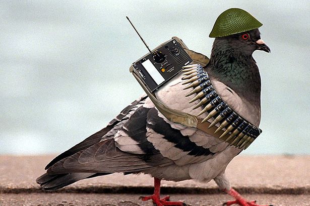 pigeon1