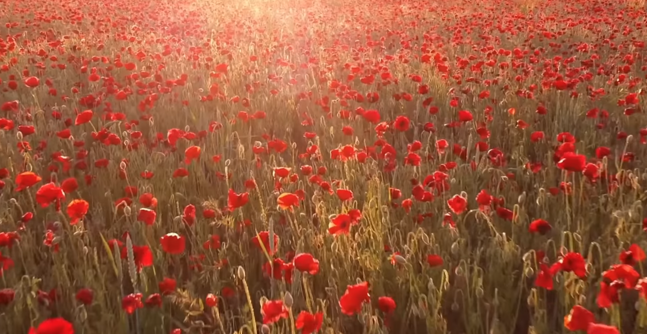 WE WILL ALWAYS REMEMBER