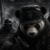Profile photo of Panda Panda
