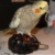 Profile photo of [PBS] BravoJarvo