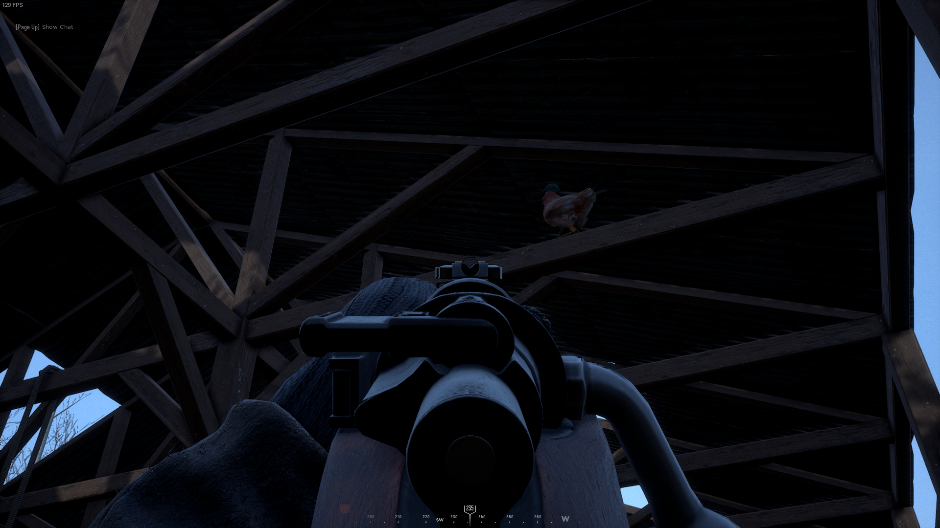 Helmet on chicken